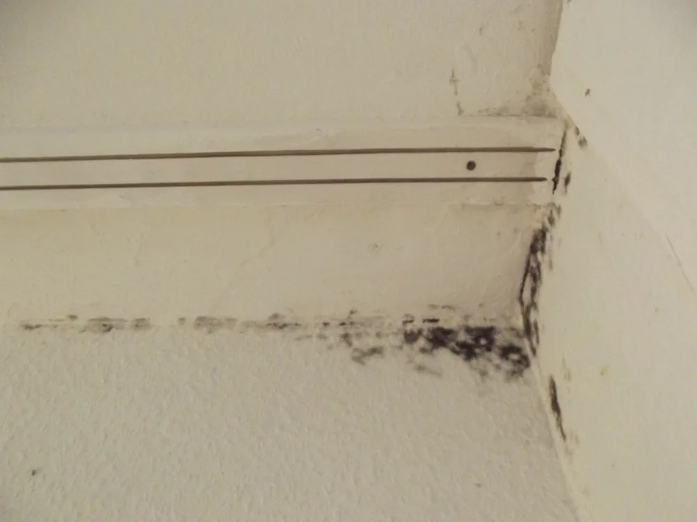 Technician in protective gear removing a mold-damaged wall in a Greenback home